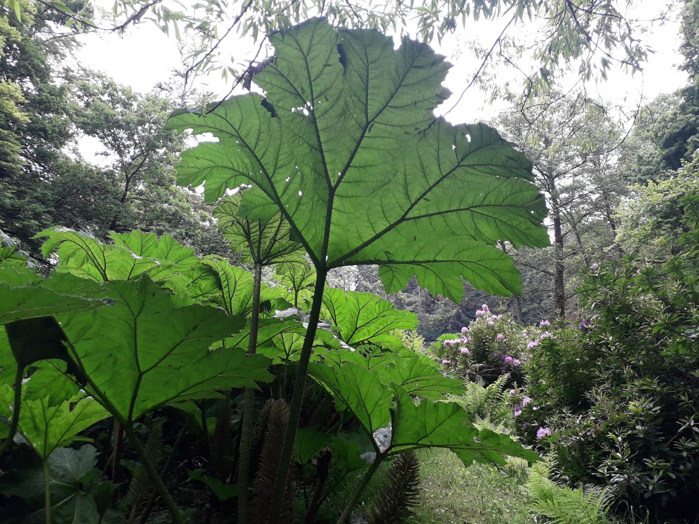 Les Jardins du Colombier — 2