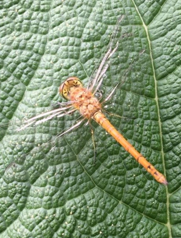 Les Jardins du Colombier — 5