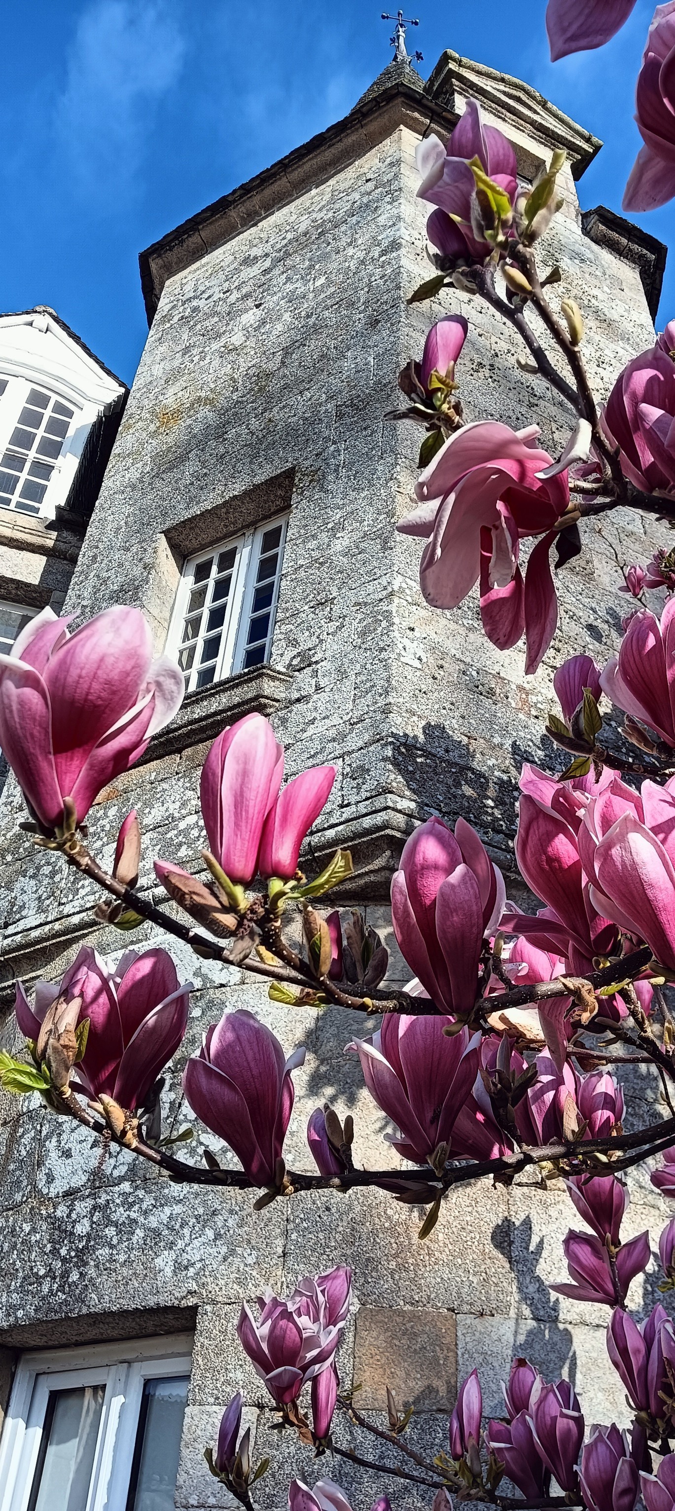 Magnolia et tourelle